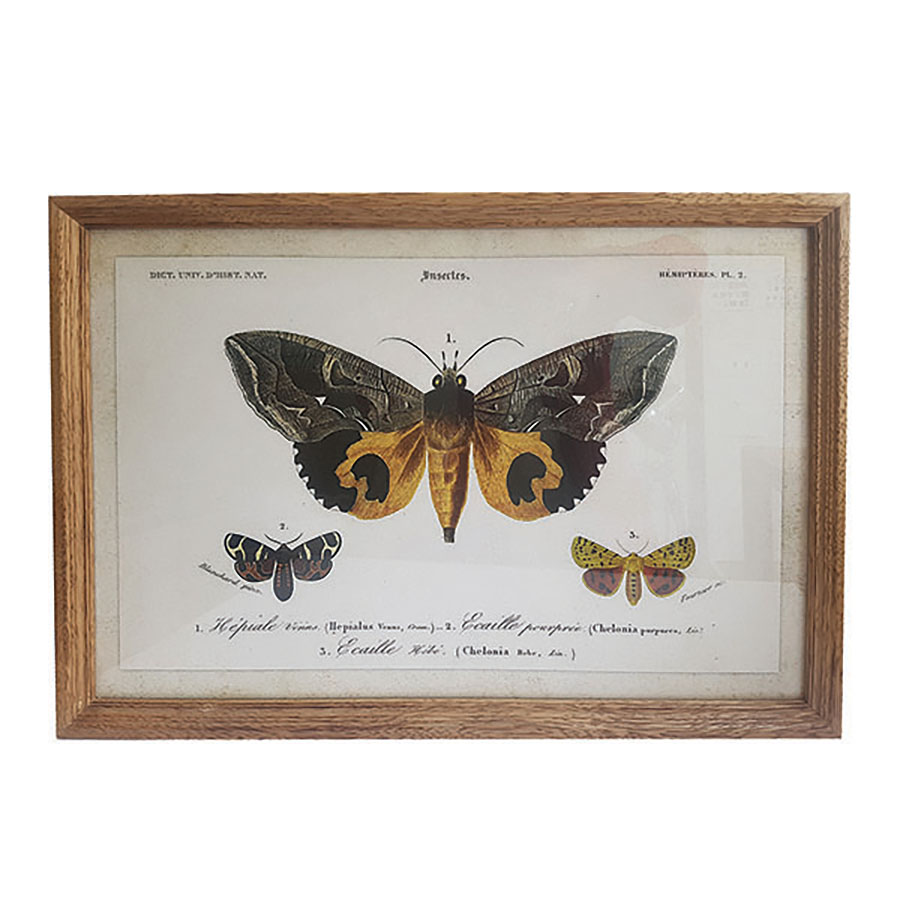 Tableau gravure papillon jaune 60x40 cm